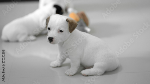 jack russell Terrier Puppy, cute puppy, jack russell cute dog