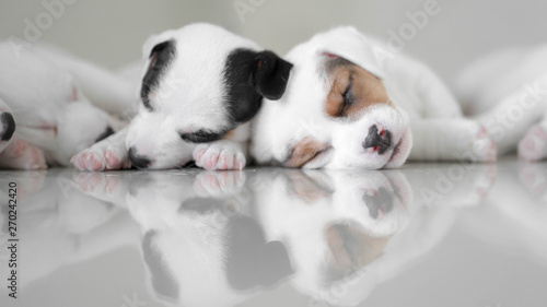 Jack Russell Terrier puppies, Cute puppies, Sleepy Dog , Jack Russell Sleeping reflection