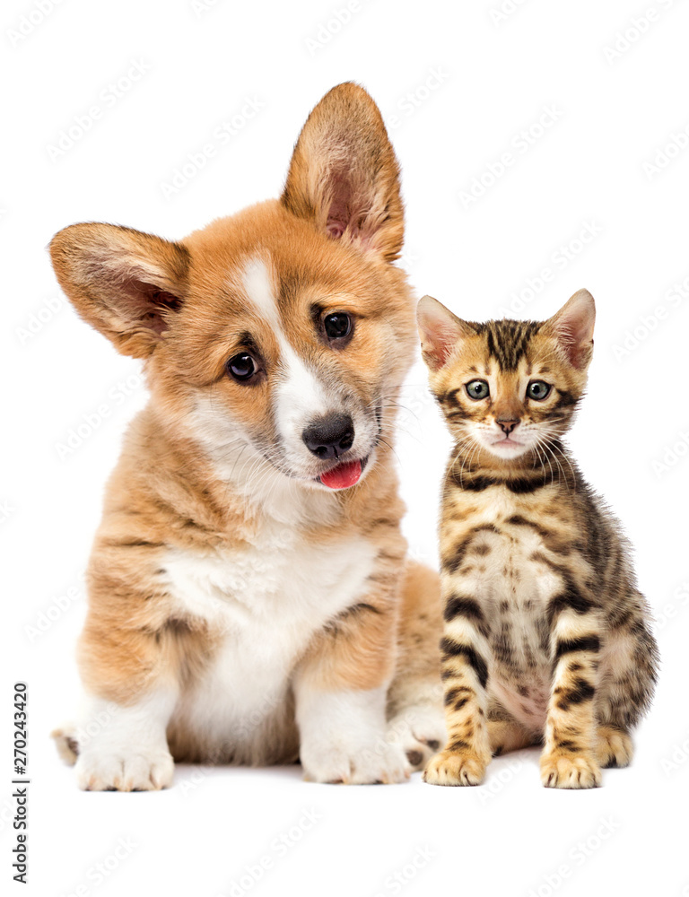 puppy and kitten watching together puppy and kitten watching together