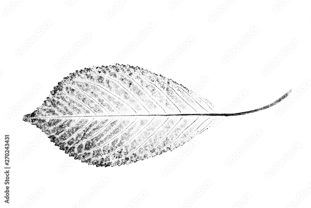 How to Draw a Leaf Step by Step | Realistic Pencil Drawing Tutorial -  YouTube