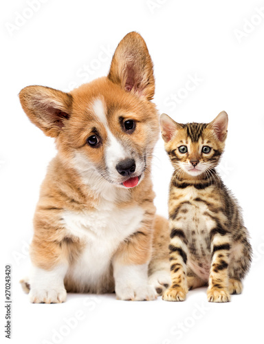 puppy and kitten watching together