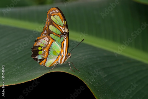 Butterfly in the tropical park. Malachite.