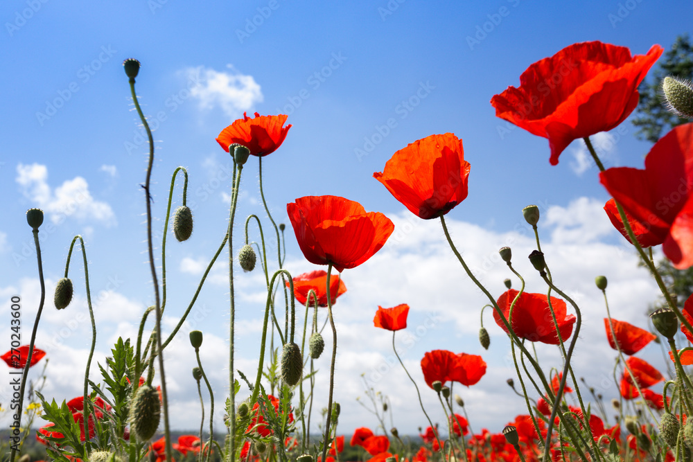 Fototapeta premium pole maków