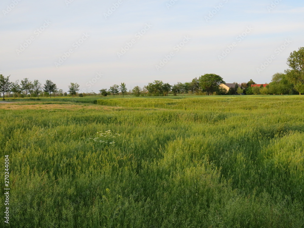 Getreidefeld mit Dorf im Hintergrund