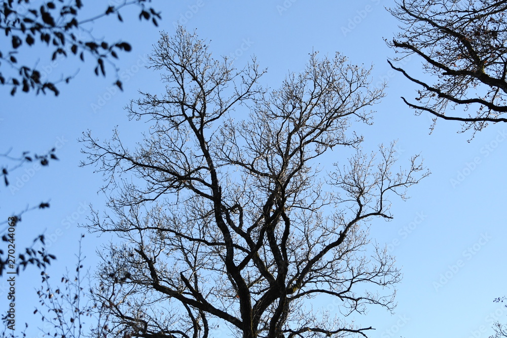 Obraz premium arbre en forêt 06