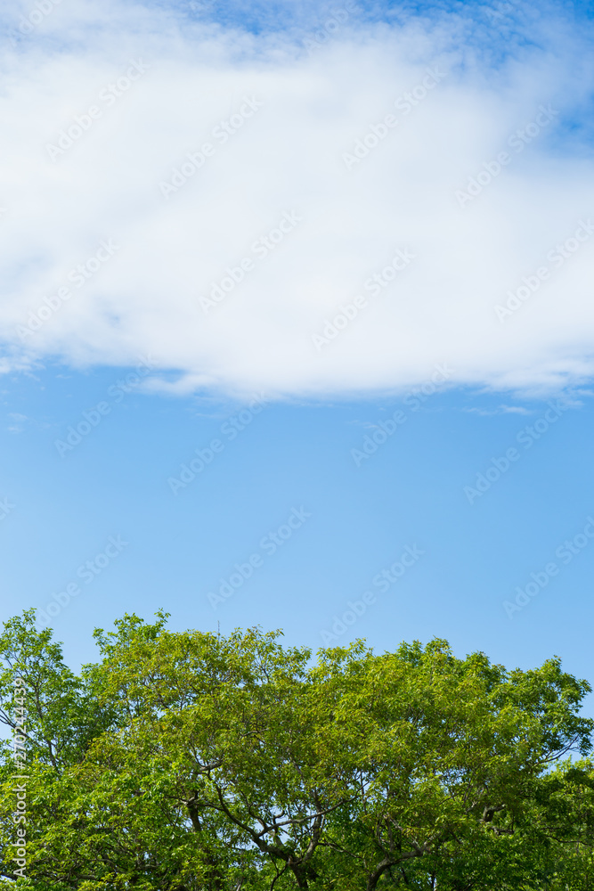 Lush Green Tree with Blue Sky and White Cloud