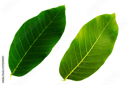 two green walnut leaves isolated on white background  top and bottom side of sheet
