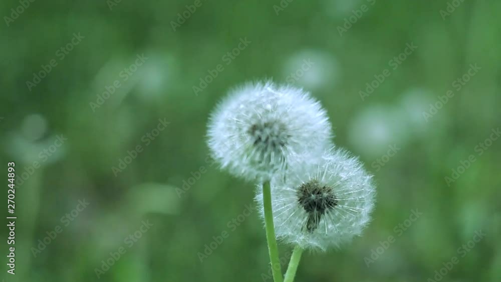 Fluffy white dandelion on a sunny day swaying in the wind. Green background, blur, bokeh Fluffy white dandelion on a sunny day swaying in the wind. Green background, blur, bokeh