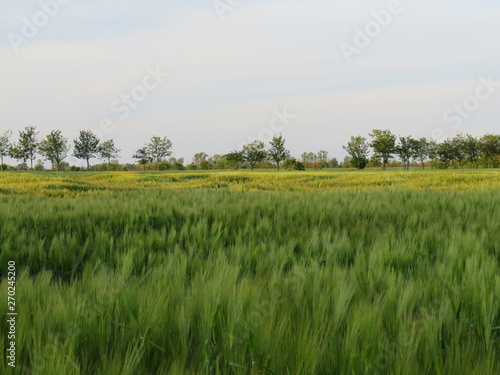 Getreidefeld mit B  umen im Hintergrund