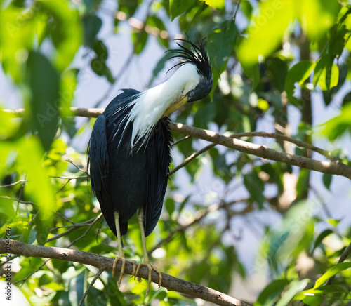 Colorful bird posing on branch photo