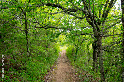 Waldweg von Balazuc nach Lanas in der Ardeche