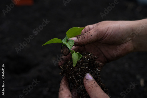 Planting a garden with bare hands