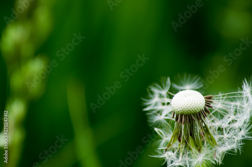 pusteblume