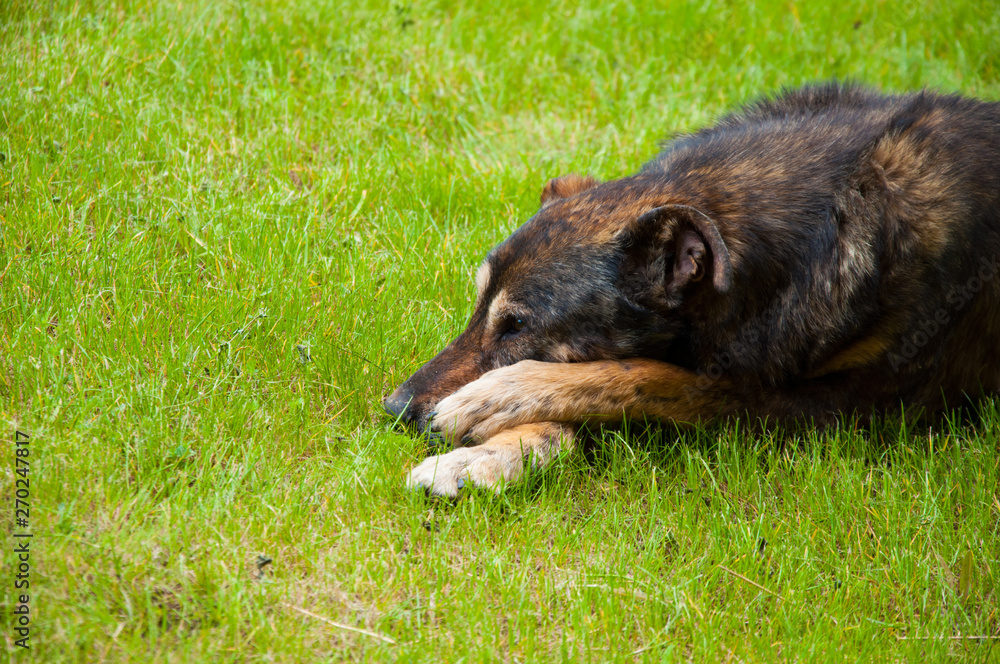 Fototapeta premium sad old dog is lying on the bright green grass. On the lawn in the summer.