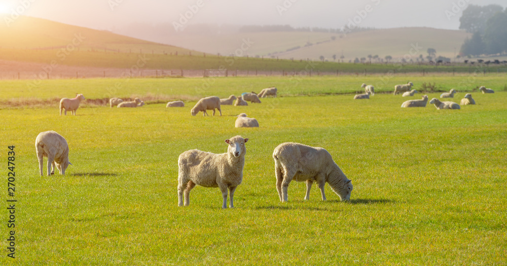 Obraz premium Sheep grazing on a hill in central otago, New Zealand. Sheep farming in Otago region of New Zealand. Popular view of south island New Zealand