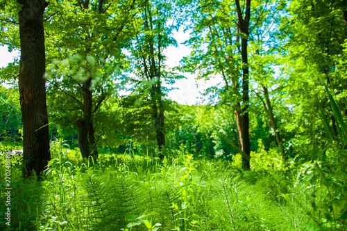 Big green trees against the sky. In the woods. Large green grass and other plants. In the summer in the forest.