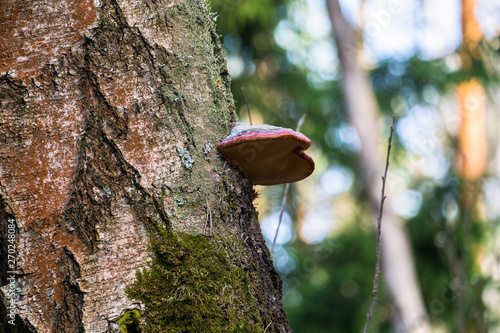 An old stump, infected by fungal plant pathogen - Polypore fungus. This species infects trees through broken bark, causing rot and continues to live on trees long after they have died, as a decomposer photo