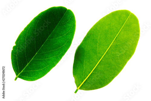 two leaves of acacia isolated on white background  the top and bottom side of the sheet