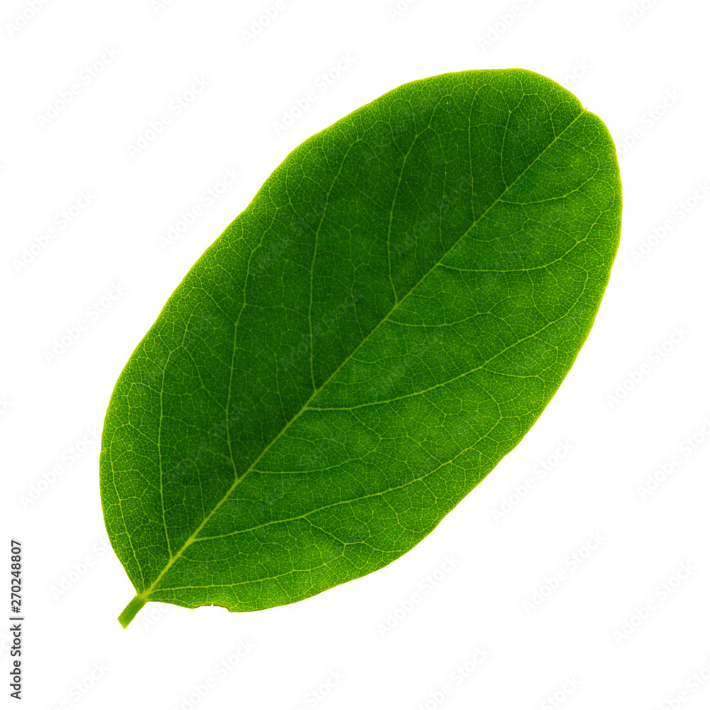 Obraz premium one leaf of acacia isolated on white background, top side of leaf