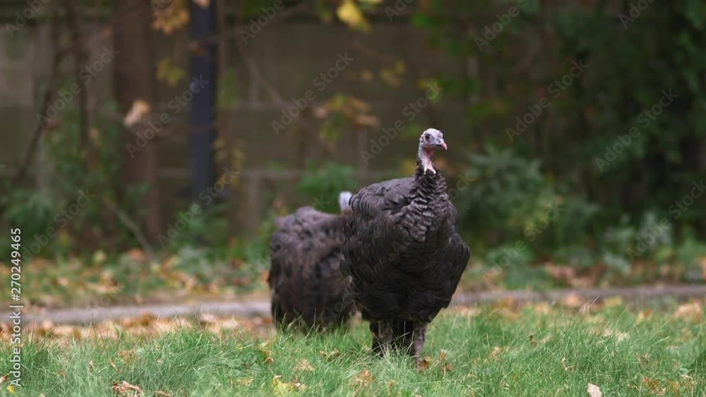 Wild turkeys walking in a park in Milwaukee, Wisconsin Wild turkeys walking in a park in Milwaukee, Wisconsin
