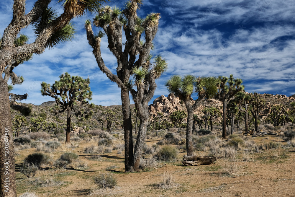 Joshua Tree National Park: Joshua trees in a row under blue sky and clouds