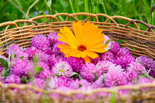 Red clover and calendula harvest in a wicker basket in grass photo