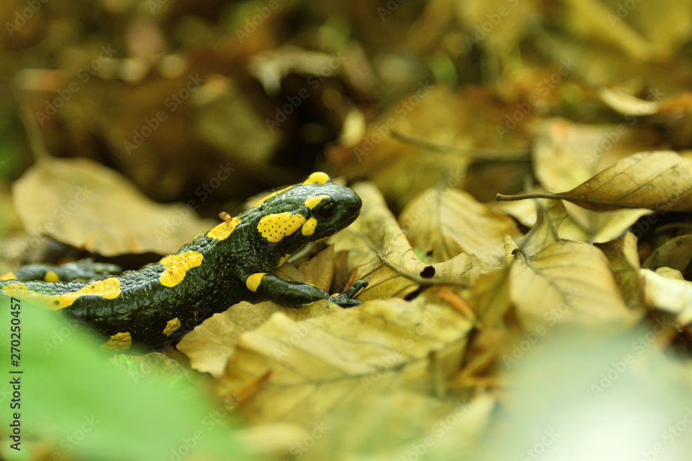 detail of head salamandra lizard on foliage in wood