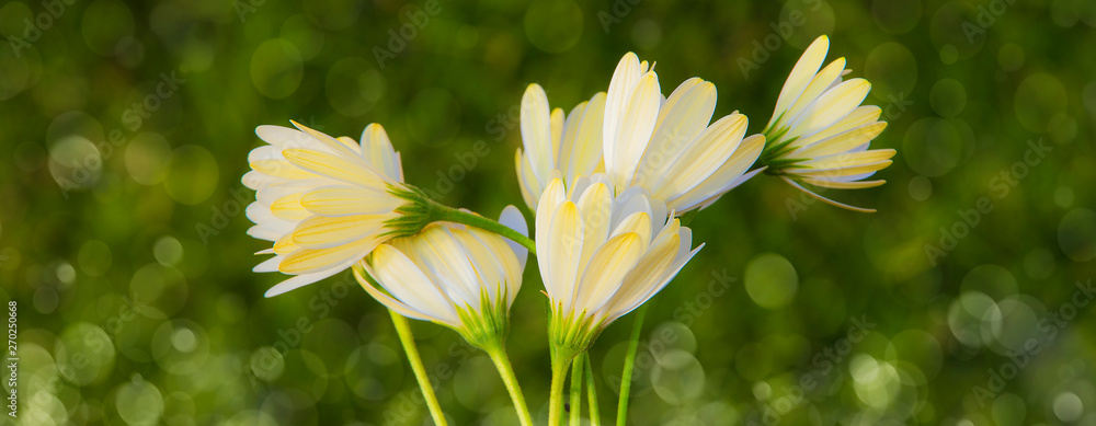 macro de una flores blancas en el campo Stock Photo | Adobe Stock