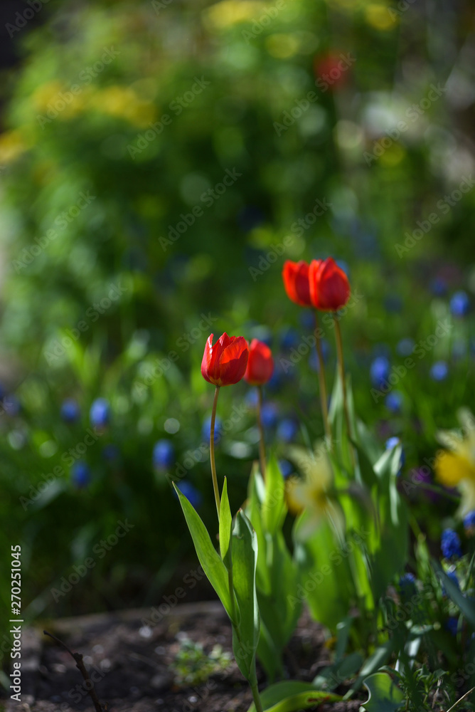 Tulips on the flowerbed