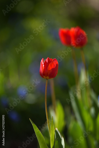 Tulips on the flowerbed