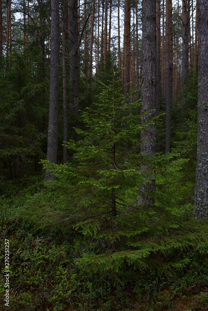 Fototapeta premium Rainy day in the taiga forest