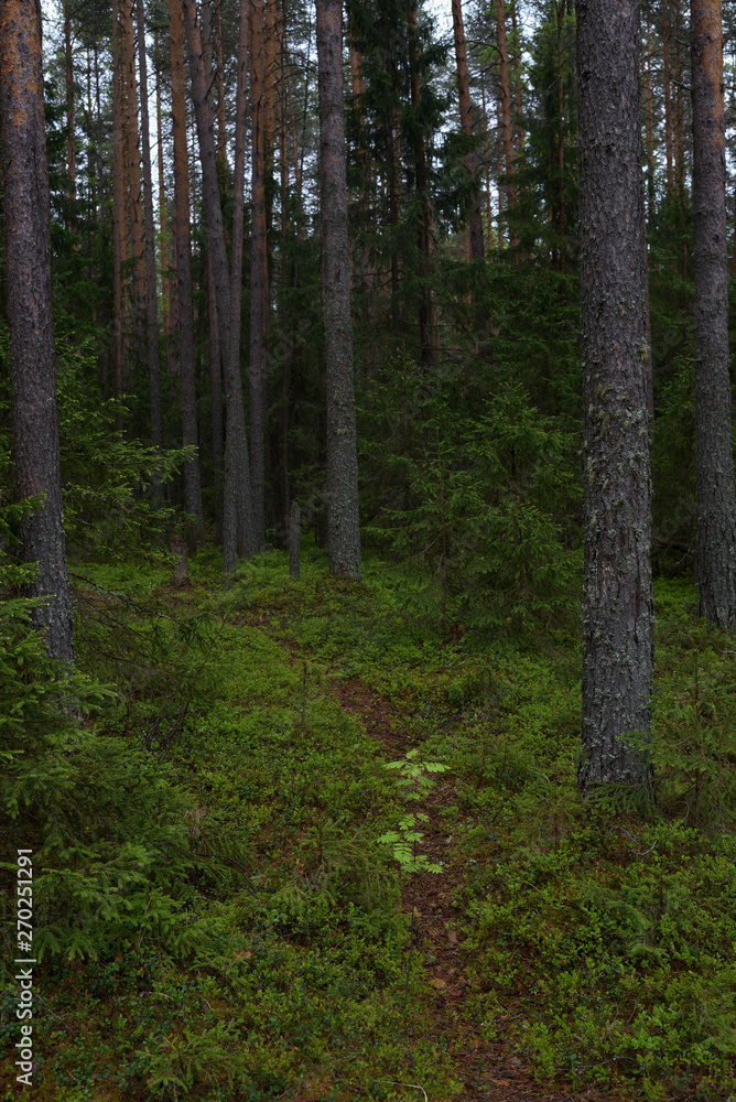 Fototapeta premium Rainy day in the taiga forest