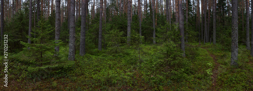 Fototapeta Naklejka Na Ścianę i Meble -  Rainy day in the taiga forest