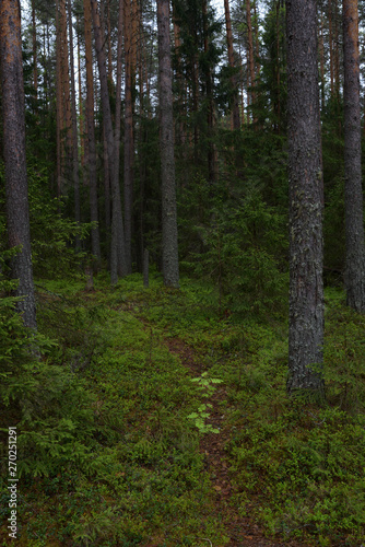 Rainy day in the taiga forest