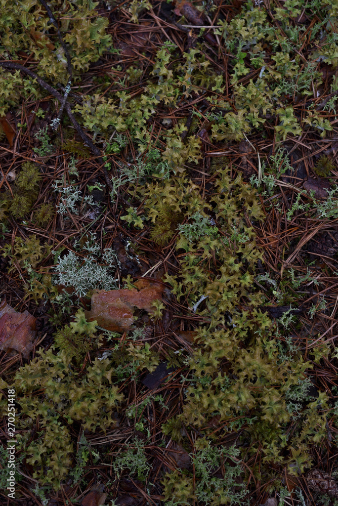 Moss and lichen