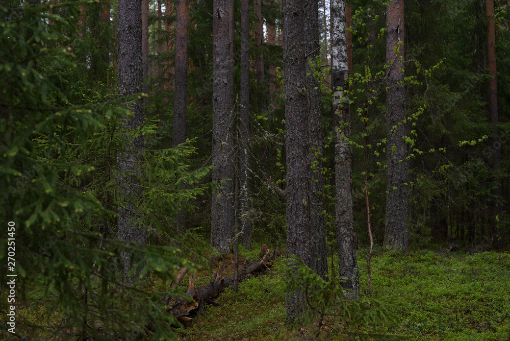 Rainy day in the taiga forest Rainy day in the taiga forest