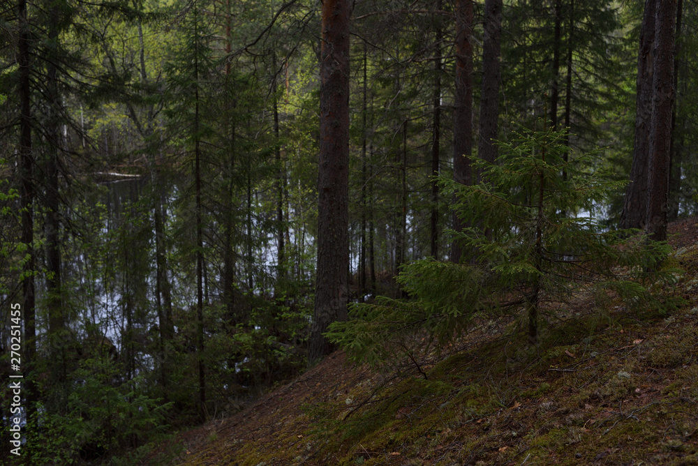 Rainy day in the taiga forest