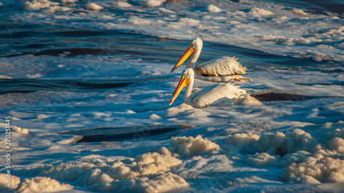 Pelican's  Sunbathing By The Shoreline