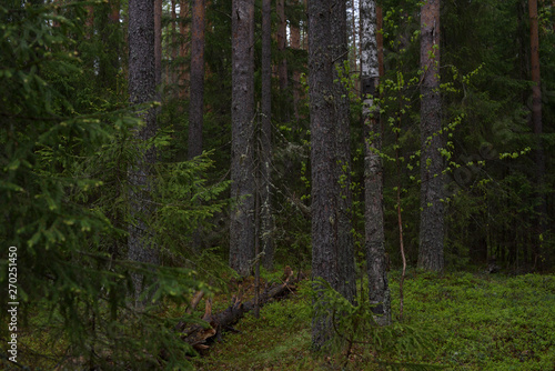 Rainy day in the taiga forest