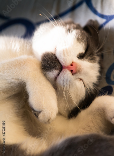 Fototapeta Naklejka Na Ścianę i Meble -  Cute little cat sleeping on the pillow