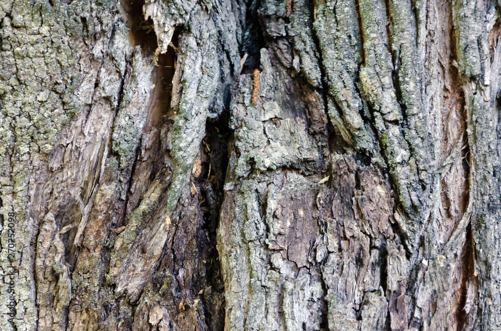 Old Wood Tree Texture Background Old Wood Tree Texture Background