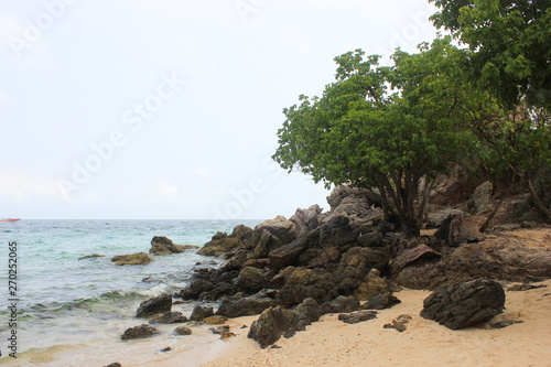 Rocks and tree on the coast near beach Koh LAN Thailand
