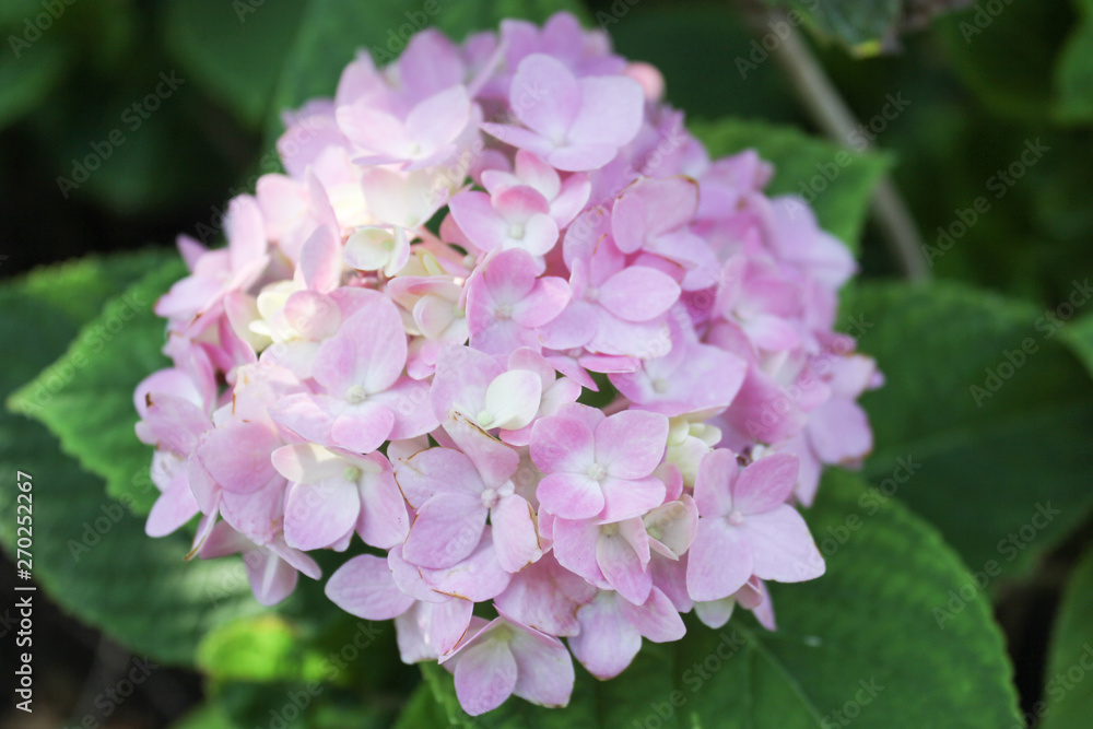 Light pink hydrangea in garden Light pink hydrangea in garden