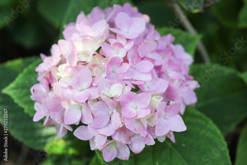 Light pink hydrangea in garden