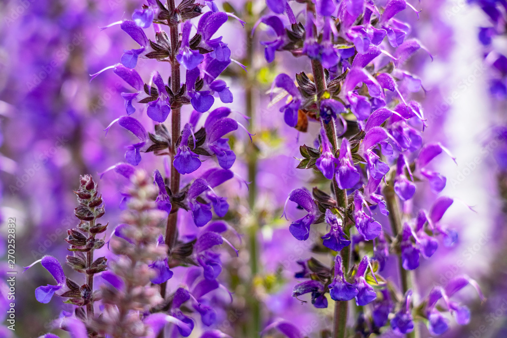 Fototapeta premium Purple Flowers