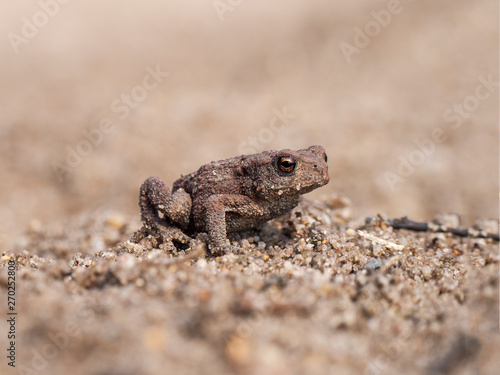 Brauner Frosch auf Sand