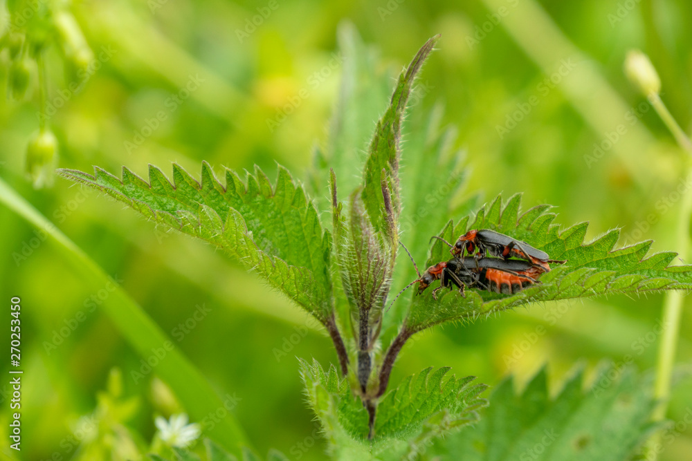 Insektenpaar auf Brennnesselblatt Insektenpaar auf Brennnesselblatt