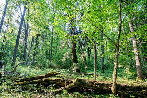 Primeval bialowieza forest, vegetation that grows without human intervention. Fallen trees and very tall trees. Trails and hiking in the forest photo