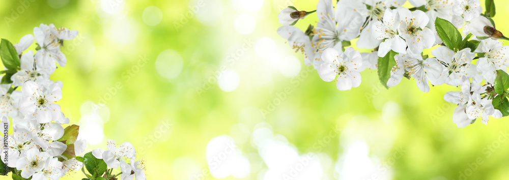 Tree branches with beautiful tiny flowers against blurred background, space for text. Amazing spring blossom Tree branches with beautiful tiny flowers against blurred background, space for text. Amazing spring blossom