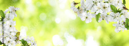 Tree branches with beautiful tiny flowers against blurred background, space for text. Amazing spring blossom
